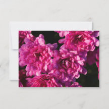 Rosa Herbst-Chrysanthemen