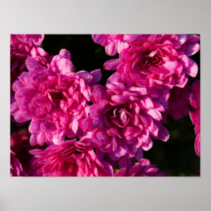 Rosa Herbst-Mums Poster