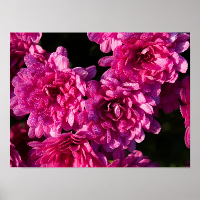 Rosa Herbst-Mums Poster (Vorne)