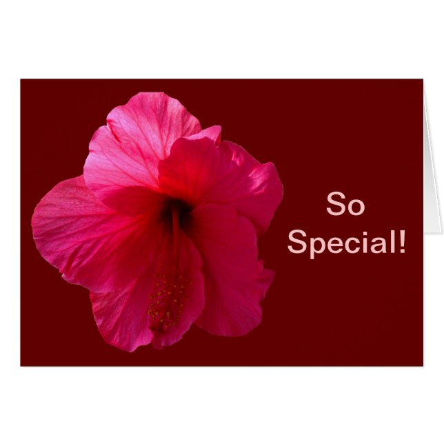 Rosa Hibiskus Blume (Vorderseite (Horizontal))