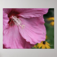 Rosa Hibiskus Blume Aquarellfarben Foto Malerei