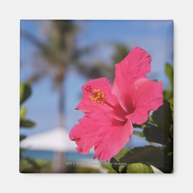 Rosa Hibiskus Blume Magnet (Vorne)