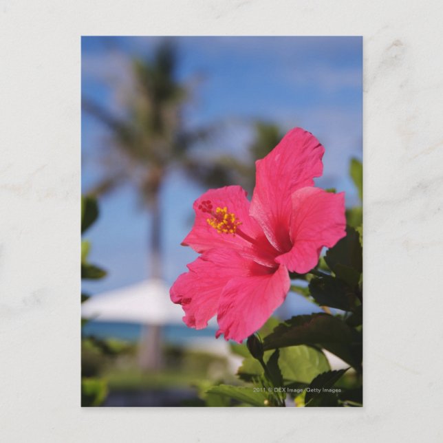 Rosa Hibiskus Blume Postkarte (Vorderseite)