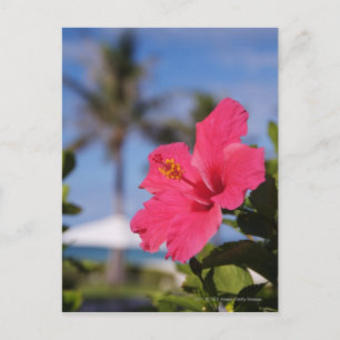 Rosa Hibiskus Blume Postkarte
