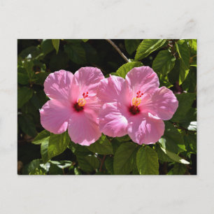 Rosa Hibiskus Blume Postkarte