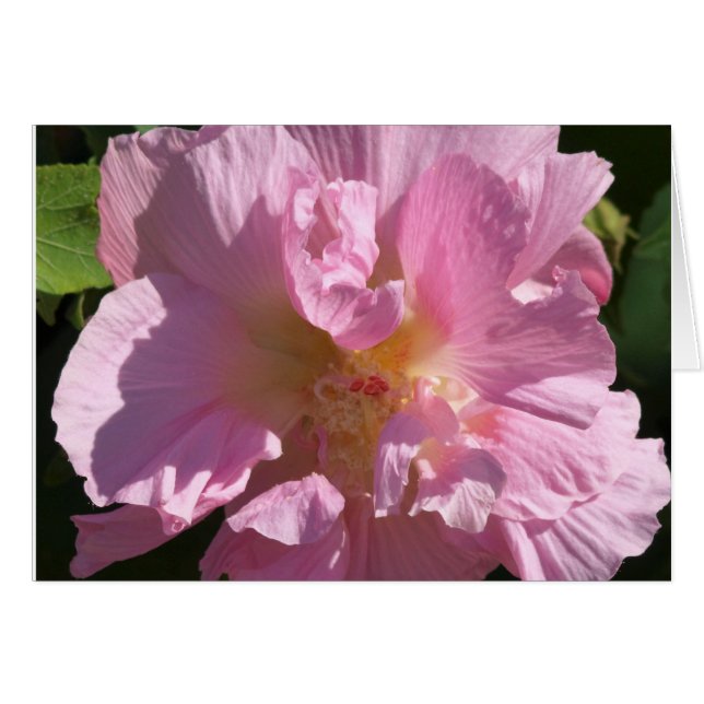 Rosa Hibiskus Card 12x18 (Vorderseite (Horizontal))