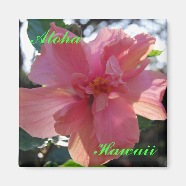 Rosa Hibiskus in Hawaii Magnet (Vorne)