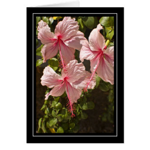 Rosa Hibiskus-leere Karte