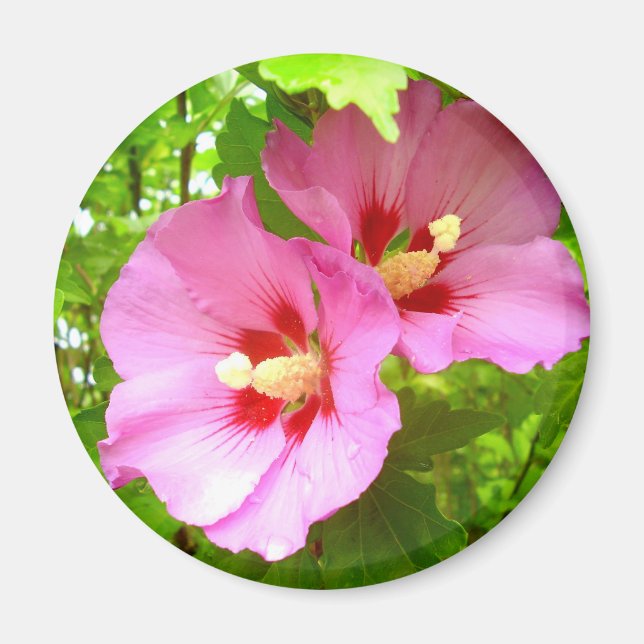Rosa Hibiskus Magnet (Vorne)