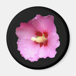 Rosa Hibiskus Magnet