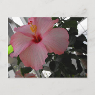 Rosa Hibiskus Postkarte