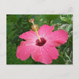 Rosa Hibiskus-Postkarte Postkarte