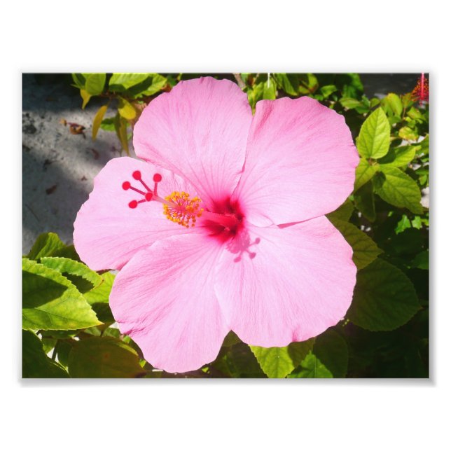 Rosa Hibiskus Tropische Blume Fotodruck (Vorne)