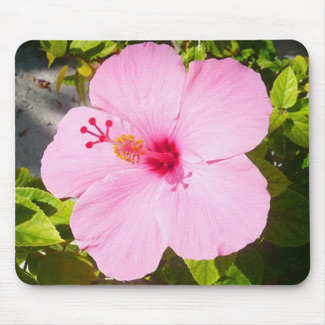 Rosa Hibiskus Tropische Blume Mousepad (Vorne)
