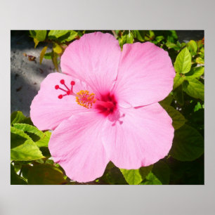 Rosa Hibiskus Tropische Blume Poster