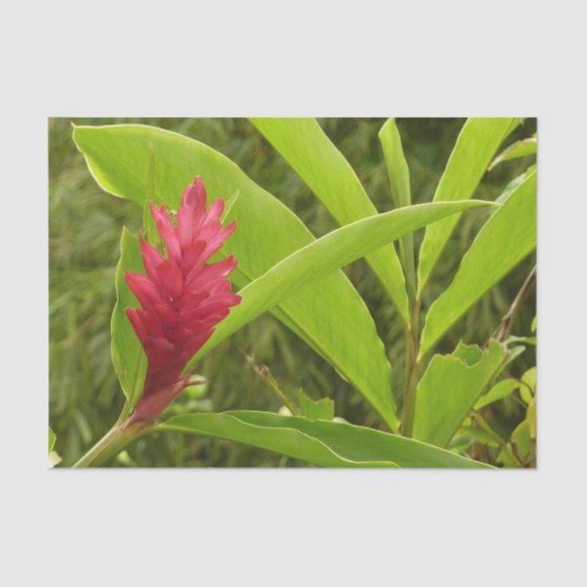 Rosa Hibiskus Tropische Blume Seidenpapier (Vorderseite)