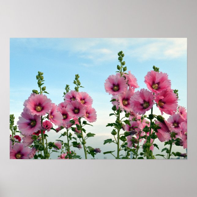Rosa Hollyhock-Blume Poster (Vorne)