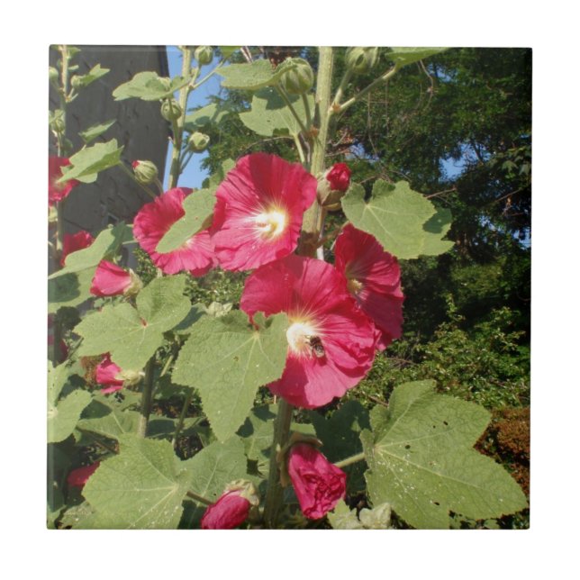 Rosa Hollyhock Fliese (Vorderseite)