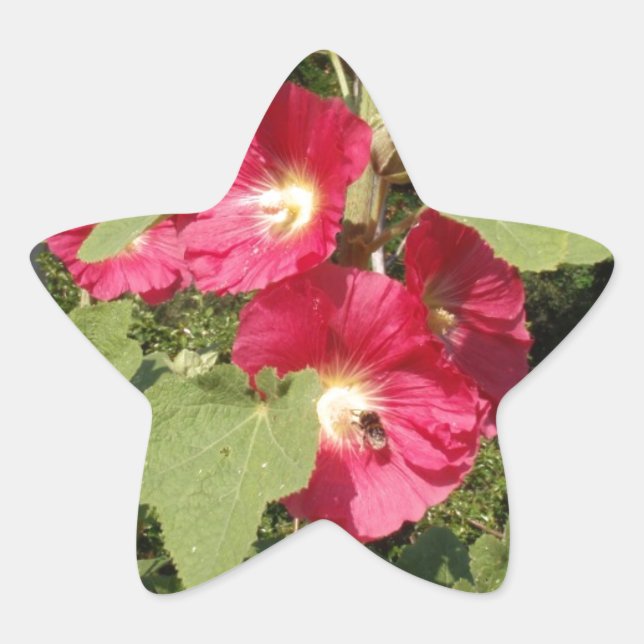 Rosa Hollyhock Stern-Aufkleber (Vorderseite)