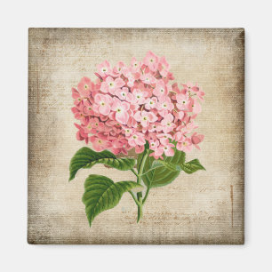 Rosa Hortensie Magnet