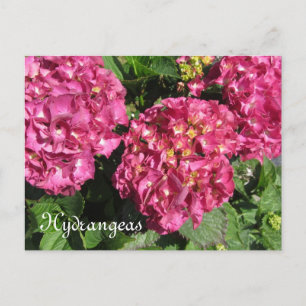 Rosa Hortensien Postkarte