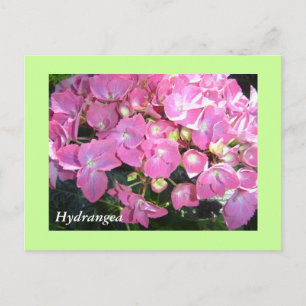 Rosa Hortensien Postkarte