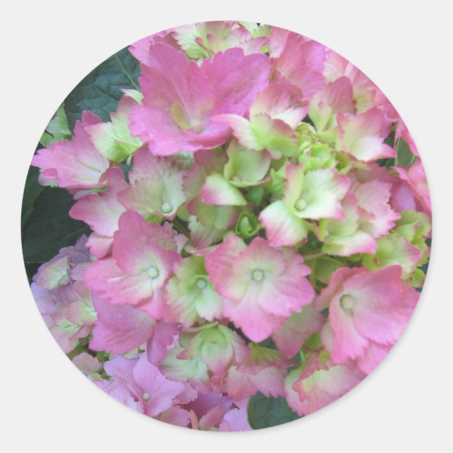 Rosa Hortensien Runder Aufkleber (Vorderseite)