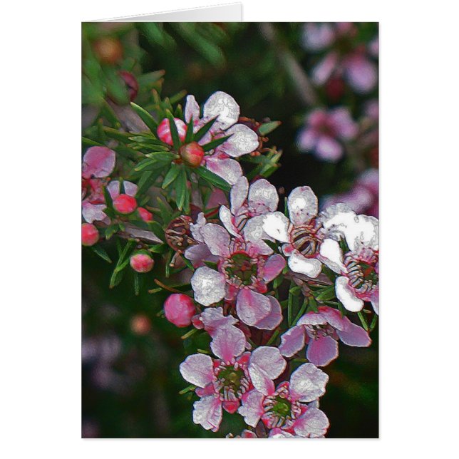 rosa hübsch (Vorne)