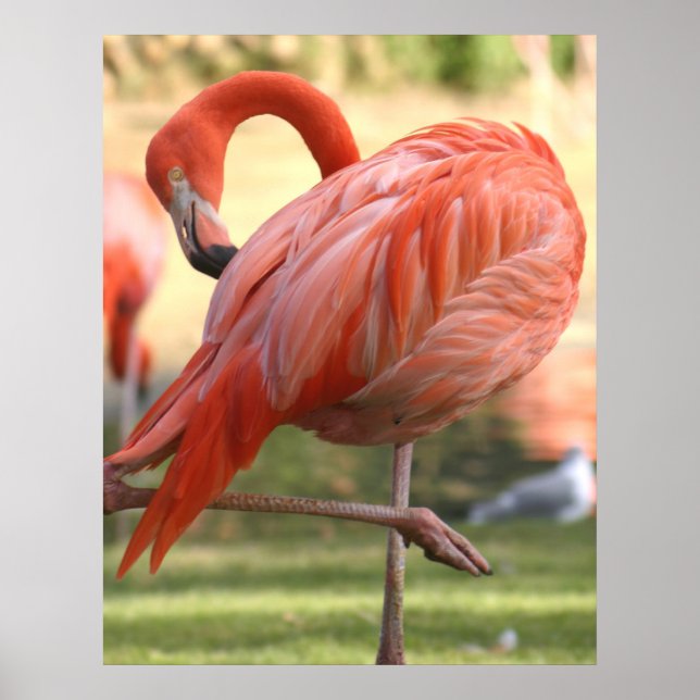 rosa hübsch poster (Vorne)