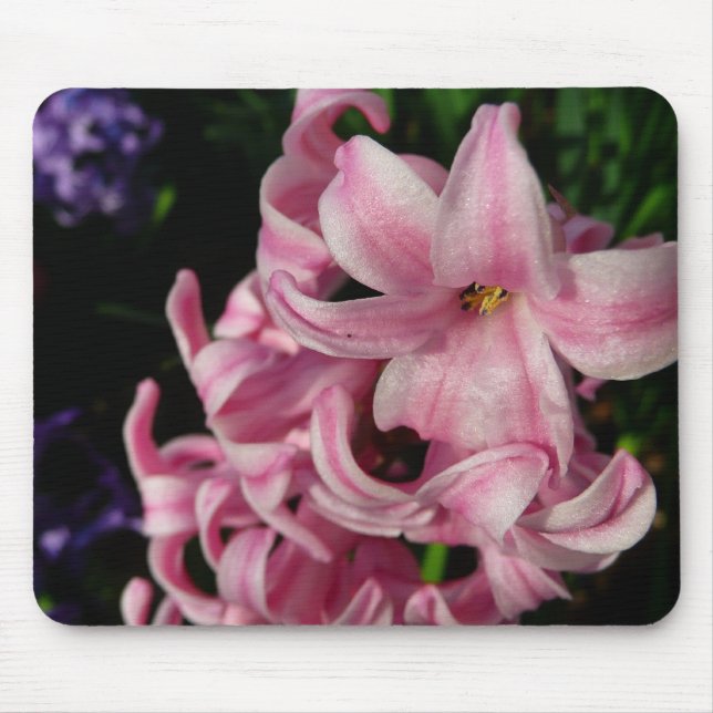 Rosa Hyacinth Frühlingsfloral Mousepad (Vorne)