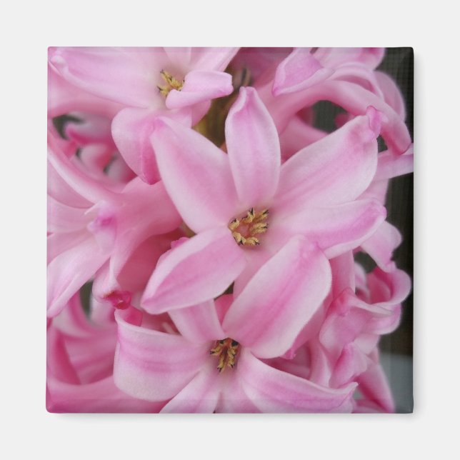 rosa Hyazinthe-Blume Magnet (Vorne)