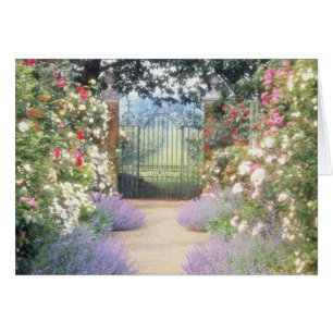 Rosa hybrider Rose-Gesäumter mit einem Gatter zu