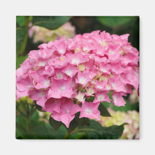 Rosa Hydrangea-Blume Magnet