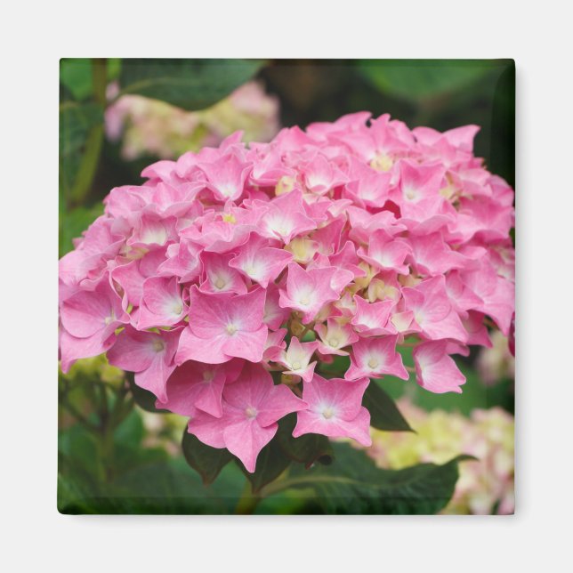 Rosa Hydrangea-Blume Magnet (Vorne)