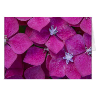 Rosa Hydrangea-Blumen