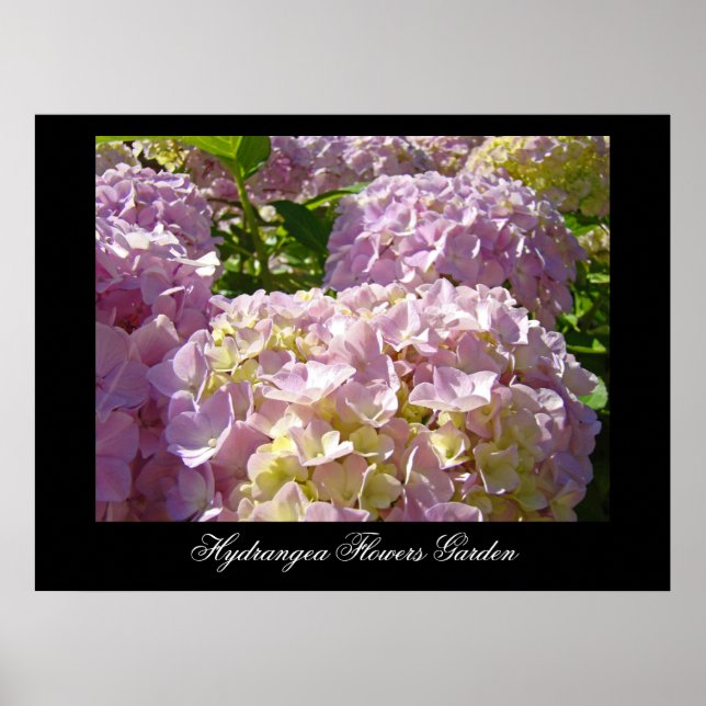 Rosa Hydrangea-Blumenkunst druckt botanisches Poster (Vorne)