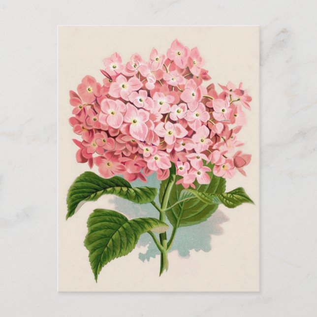 Rosa Hydrangea Botanische Printwerbung Postkarte (Vorderseite)