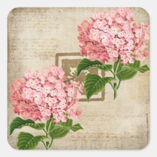 Rosa Hydrangea-Cluster II Quadratischer Aufkleber