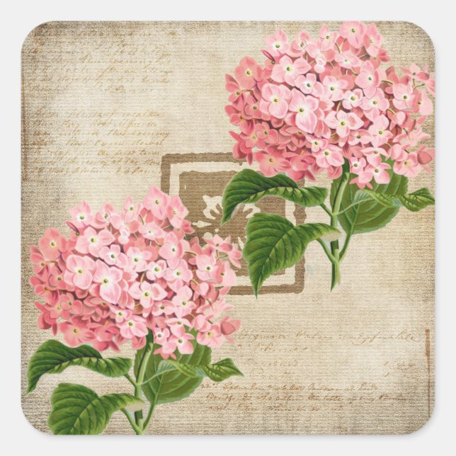Rosa Hydrangea-Cluster II Quadratischer Aufkleber (Vorderseite)