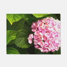 Rosa Hydrangea