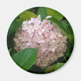 Rosa Hydrangea Magnet