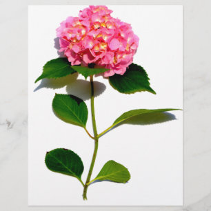 Rosa Hydrangea Rosa Blume