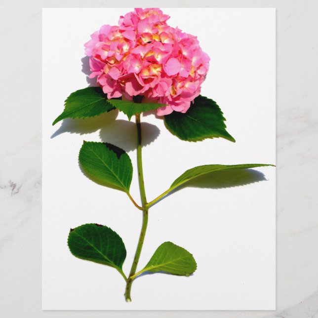 Rosa Hydrangea Rosa Blume (Vorderseite)