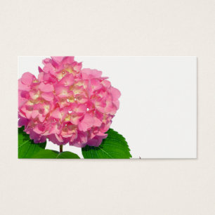 Rosa Hydrangea Rosa Blume