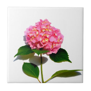 Rosa Hydrangea Rosa Blume Fliese