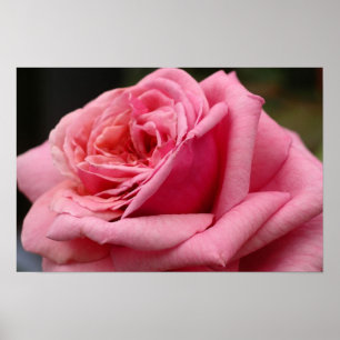 Rosa I Hübsche Blumenfotografie Poster