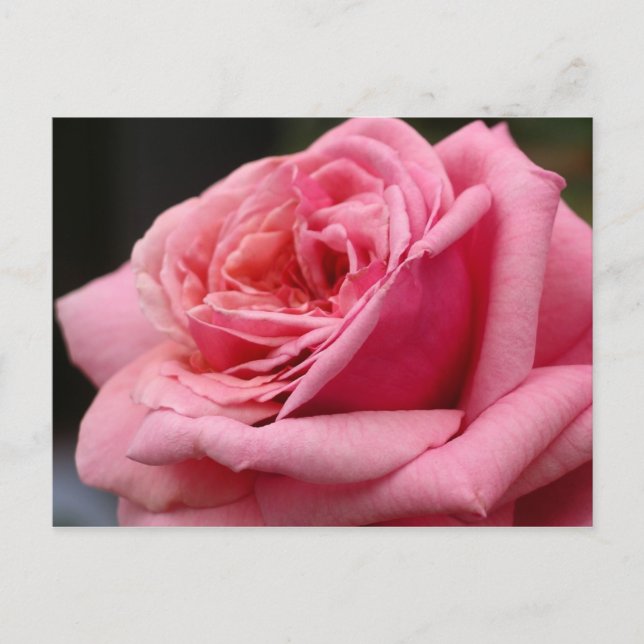 Rosa I Hübsche Blumenfotografie Postkarte (Vorderseite)