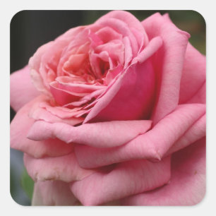 Rosa I Hübsche Blumenfotografie Quadratischer Aufkleber
