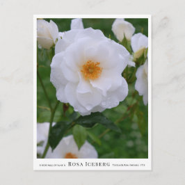 Rosa Iceberg Postkarte
