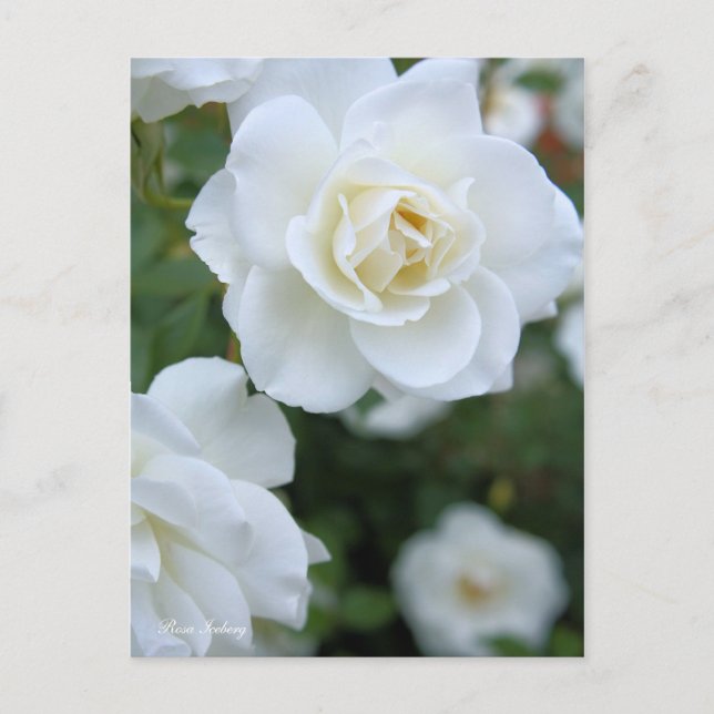 Rosa Iceberg [Postkarte] Postkarte (Vorderseite)